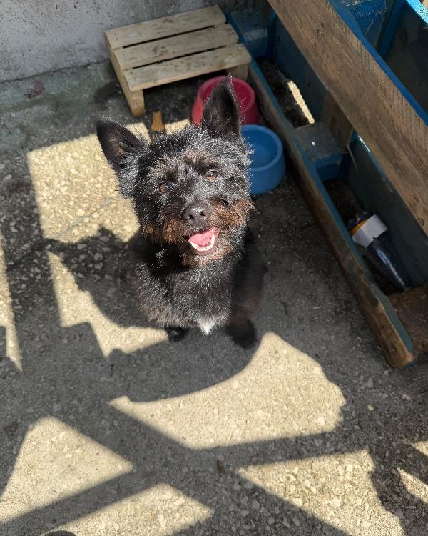 CASH - cagnolino di 15 mesi - taglia piccola Foto 4